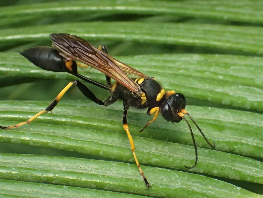 Sceliphron caementarium - feketenyelű lopódarázs