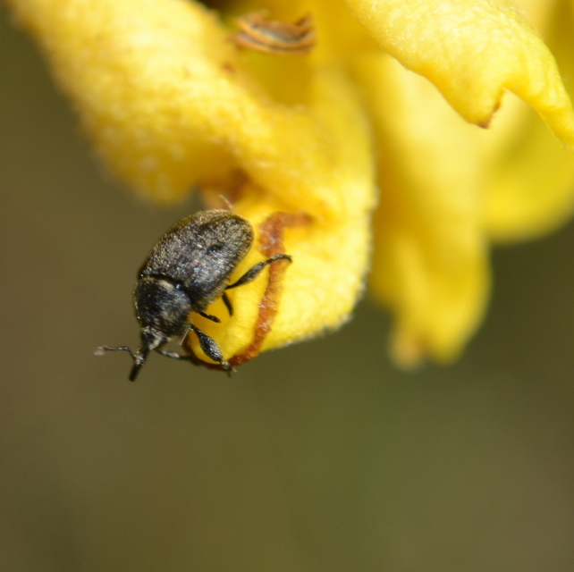 Rhinusa tetra - magtoklakó ökörfarkkóró-ormányos