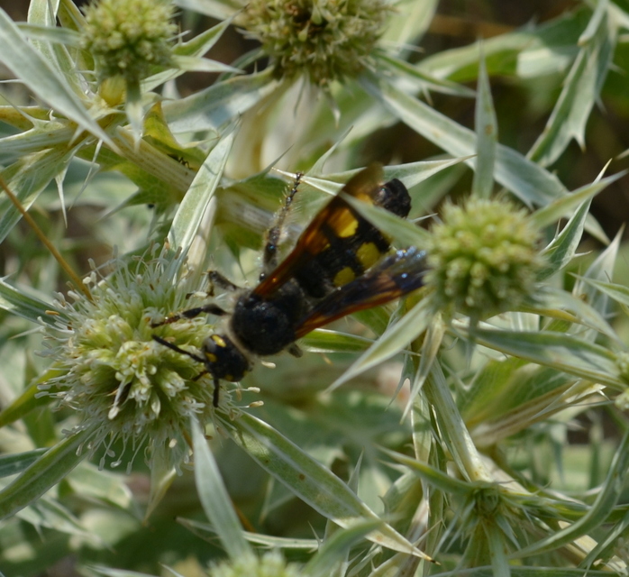 Colpa sexmaculata - hatfoltos tőrösdarázs