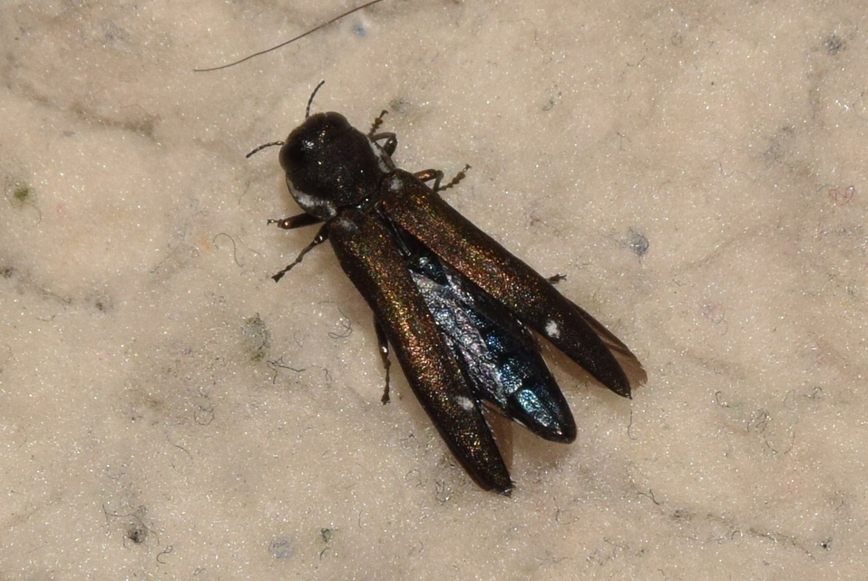 Agrilus ater - hatpettyes karcsúdíszbogár