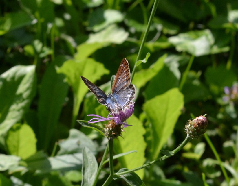 Polyommatus daphnis - csipkés boglárka