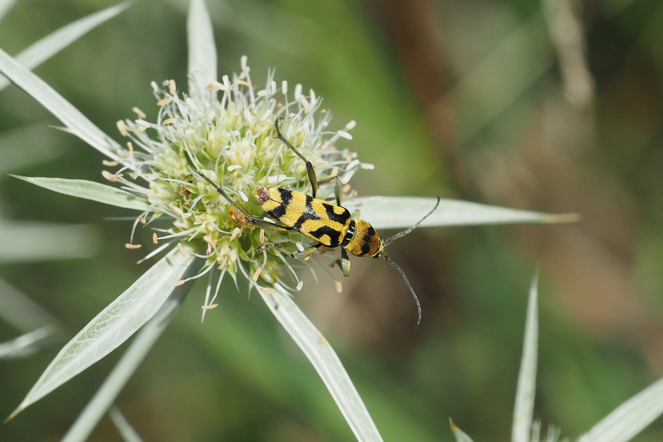 Chlorophorus varius - díszes darázscincér
