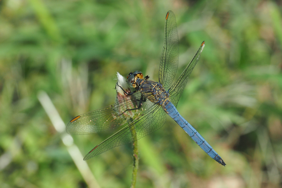 Orthetrum coerulescens - karcsú pásztorszitakötő
