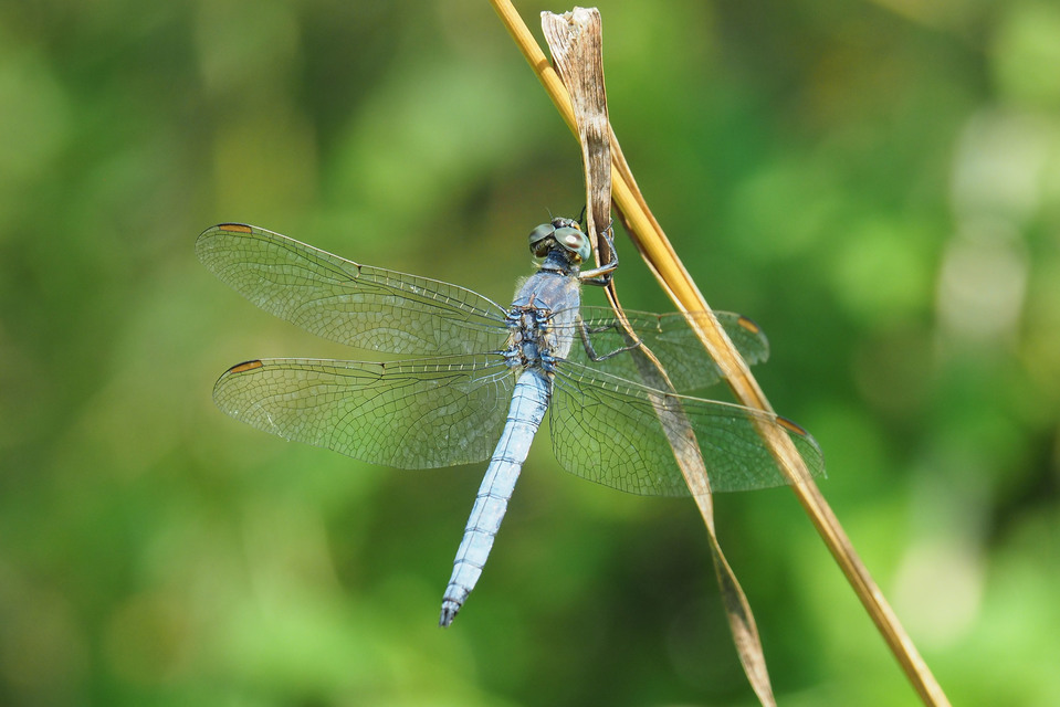 Orthetrum coerulescens - karcsú pásztorszitakötő