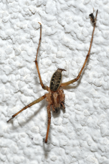Agelena labyrinthica - illó tölcsérpók