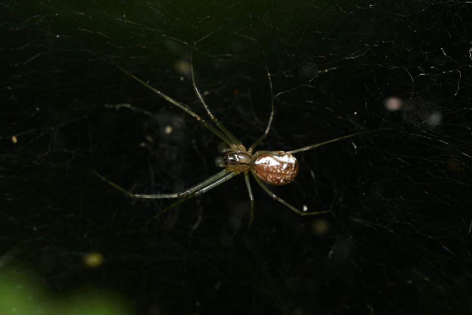Linyphia triangularis - háromszöges vitorláspók