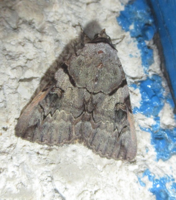 Catocala hymenaea - kökény-övesbagoly