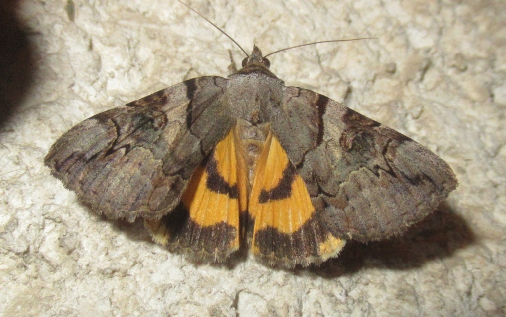 Catocala hymenaea - kökény-övesbagoly