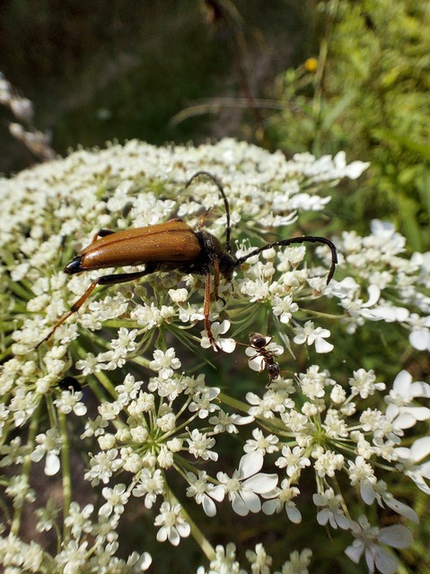 Stictoleptura rubra - vörös virágcincér