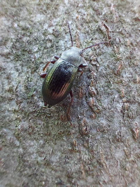 Stenomax aeneus - bronzos gyászbogár