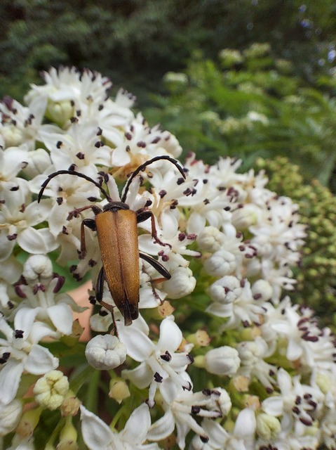 Stictoleptura rubra - vörös virágcincér