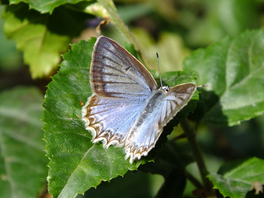 Polyommatus daphnis - csipkés boglárka