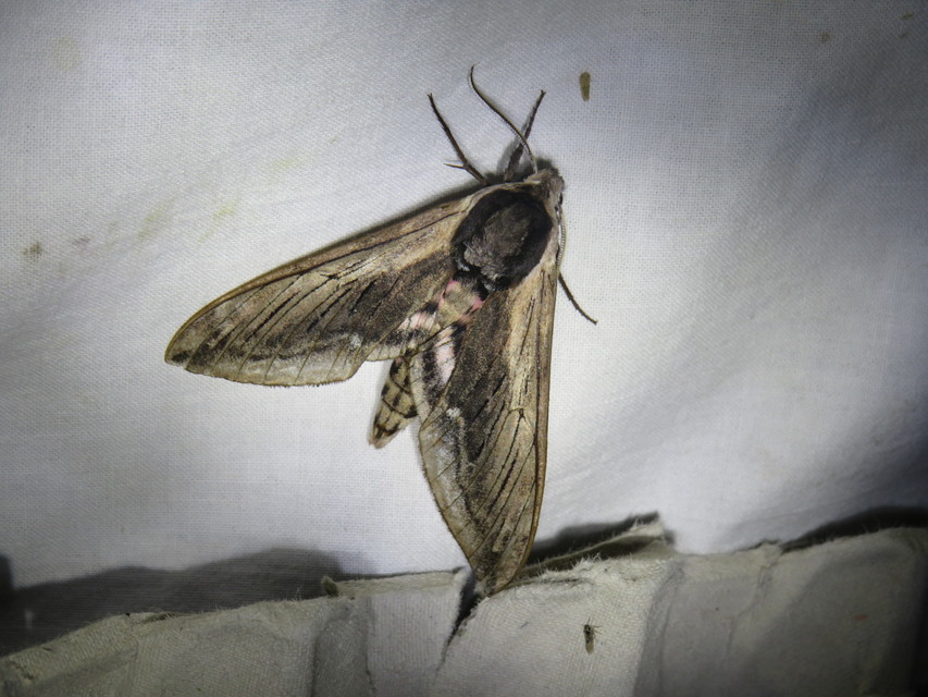 Sphinx ligustri - fagyalszender