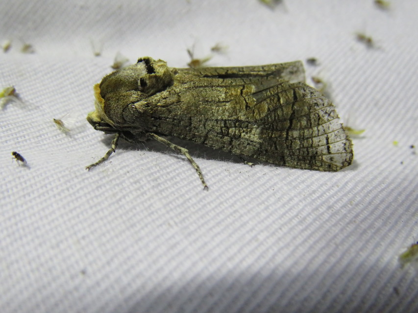 Cossus cossus - fűzfarontólepke