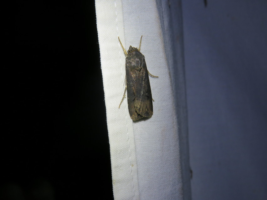 Agrotis ipsilon - nagy földibagoly