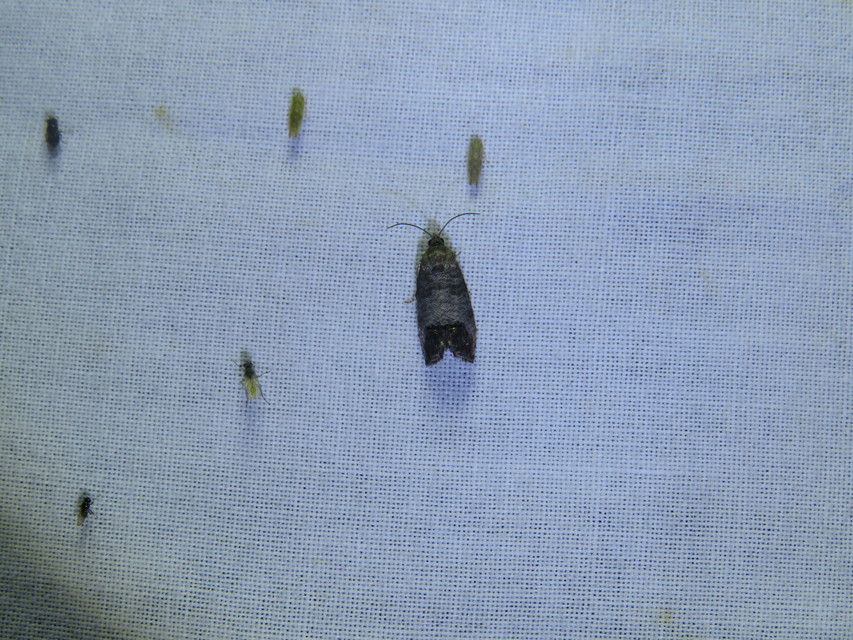 Cydia pomonella - almamoly