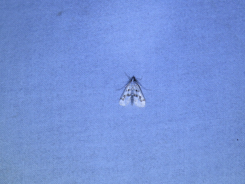 Parapoynx stratiotata - közönséges vízimoly