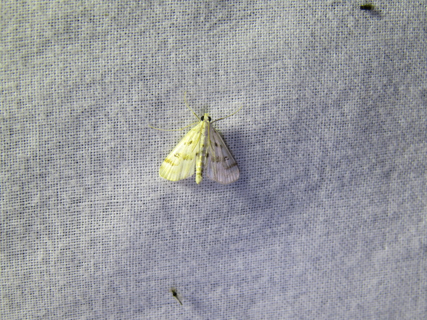 Parapoynx stratiotata - közönséges vízimoly