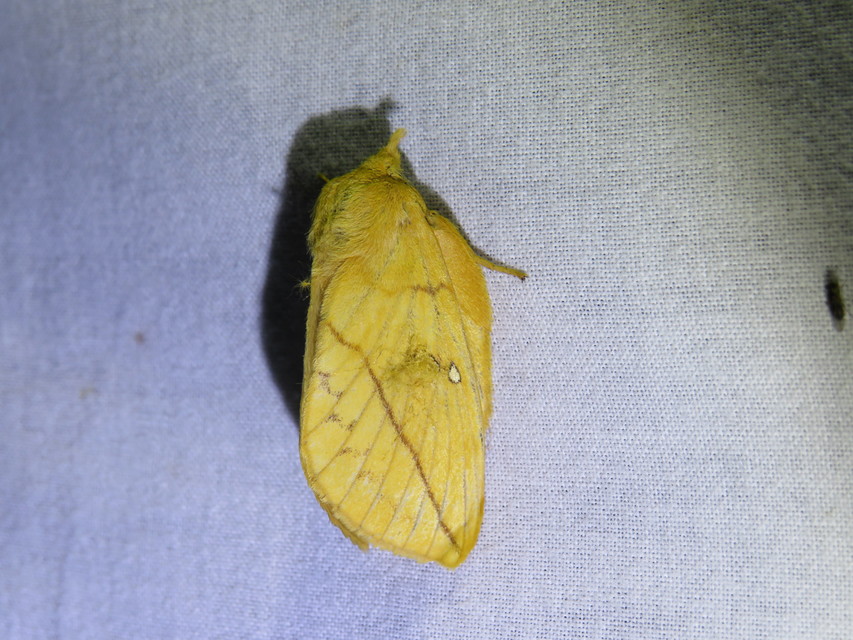 Euthrix potatoria - szomjas pohók