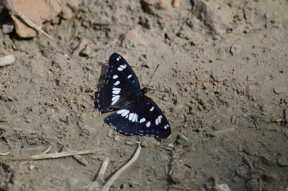 Limenitis reducta - kék lonclepke