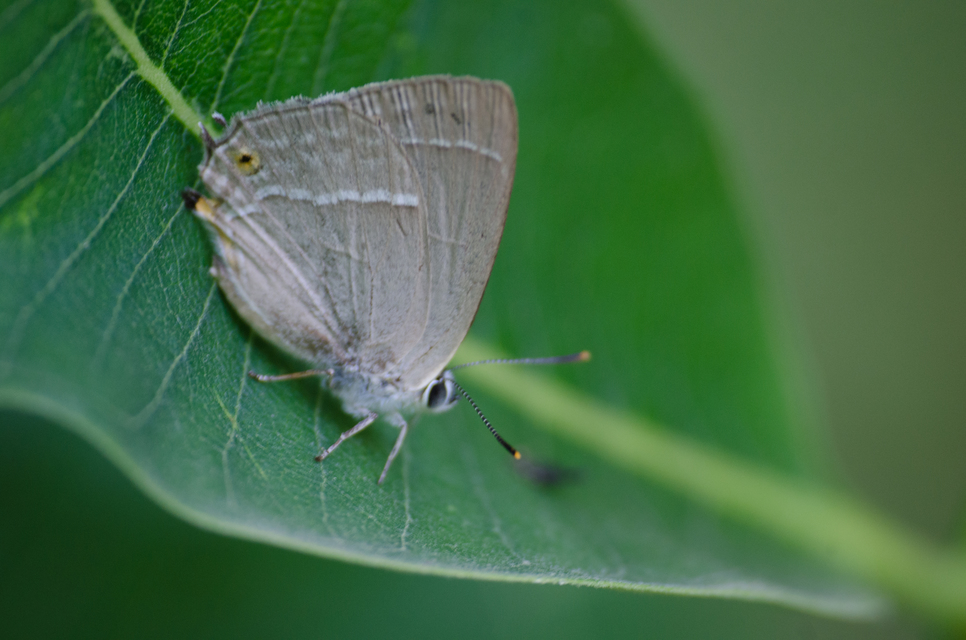 Neozephyrus quercus - tölgyfalepke