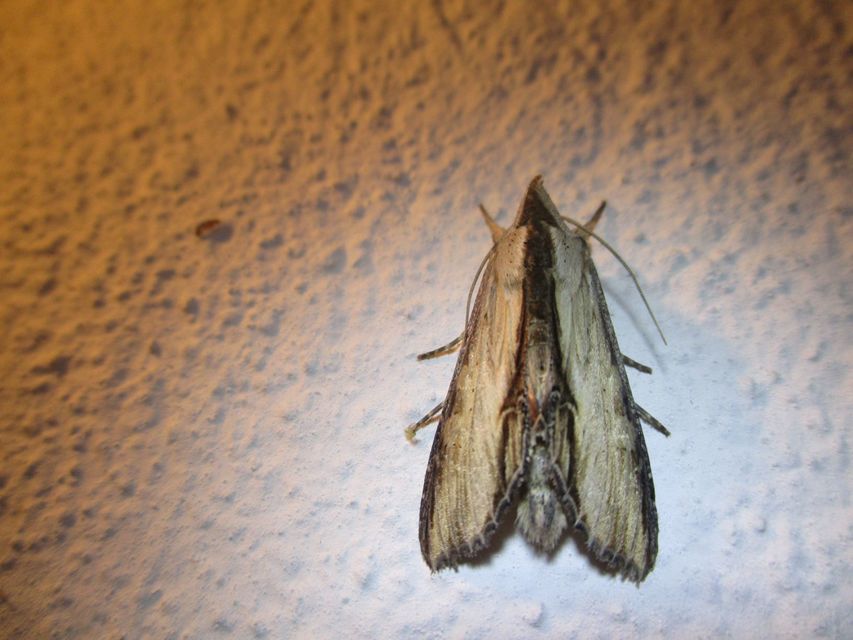 Shargacucullia lychnitis - szalmasárga csuklyásbagoly