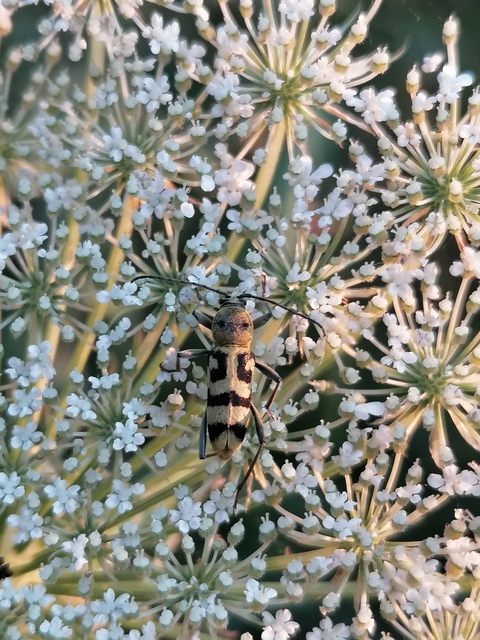 Chlorophorus varius - díszes darázscincér