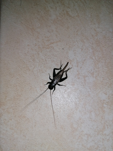 Eumodicogryllus bordigalensis - bordói tücsök