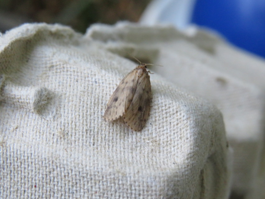 Thumata senex - mocsári medvelepke