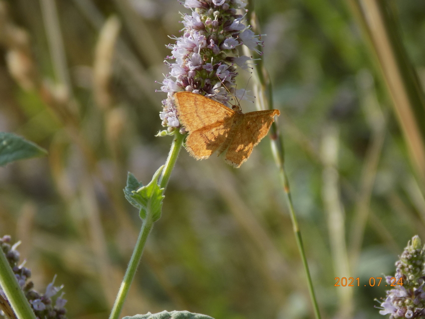 Idaea ochrata - okkerszínű sávosaraszoló
