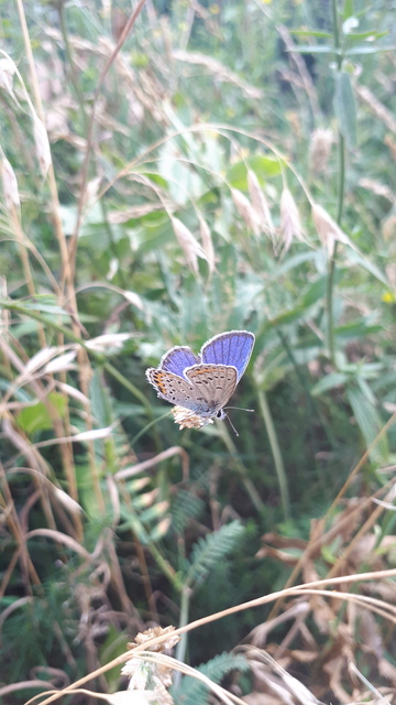 Plebejus argyrognomon - tintakék boglárka