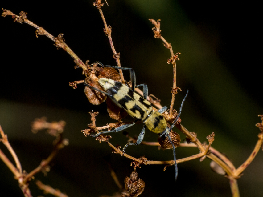 Chlorophorus varius - díszes darázscincér