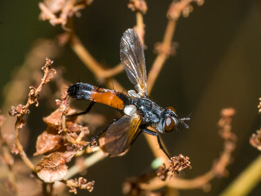 Cylindromyia