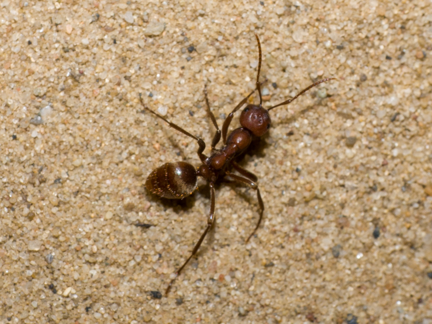 Polyergus rufescens - amazonhangya