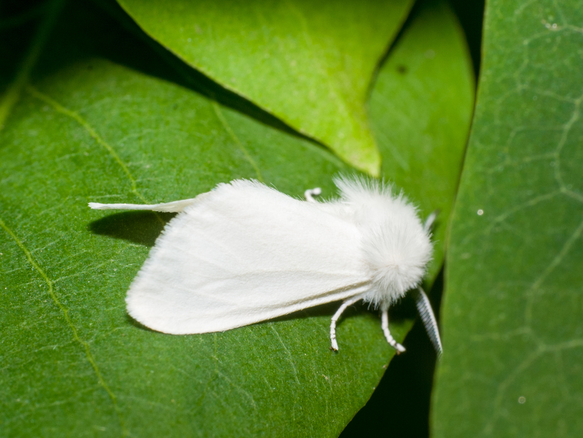 Hyphantria cunea - amerikai fehér medvelepke