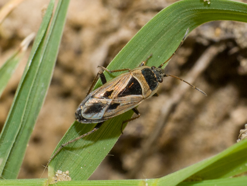 Xanthochilus quadratus - szegélyes díszesbodobács