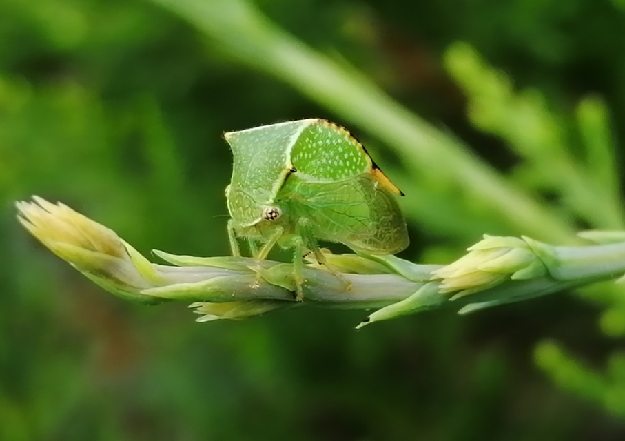 Stictocephala bisonia - bivalykabóca
