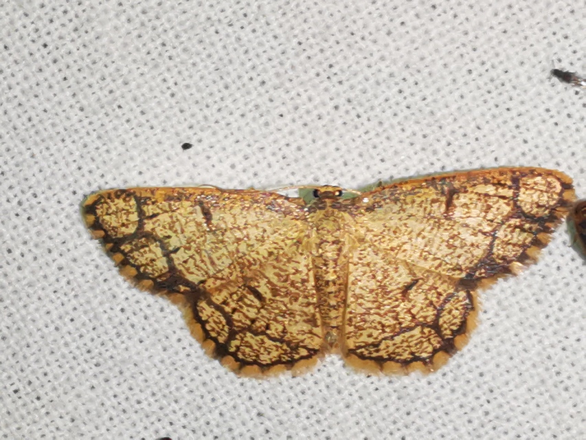 Stegania cararia - gyűrűs nyáraraszoló