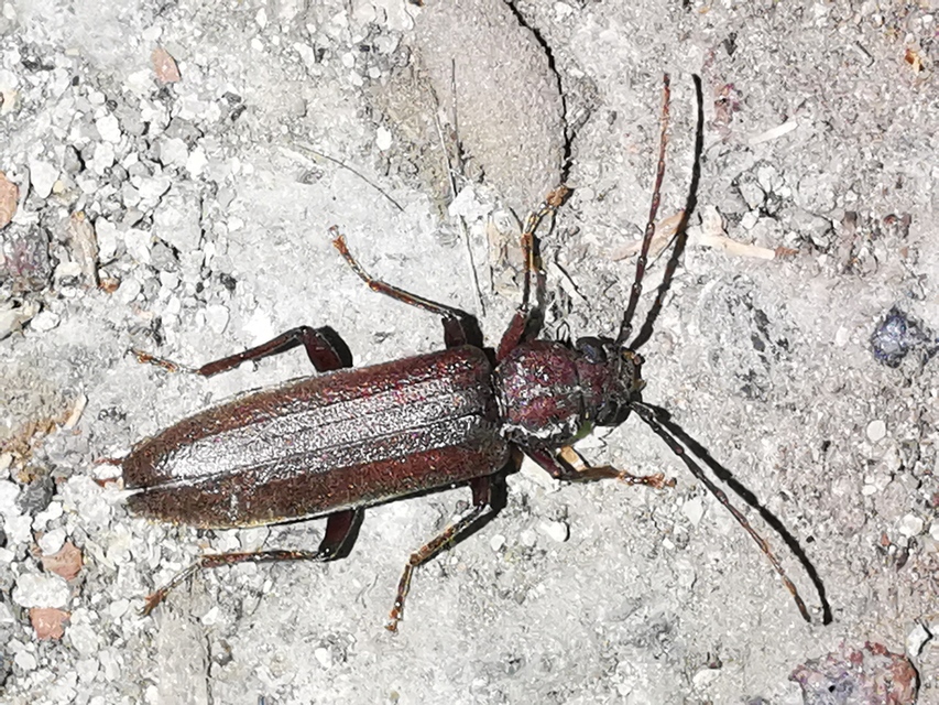 Arhopalus rusticus - gödrösnyakú cincér