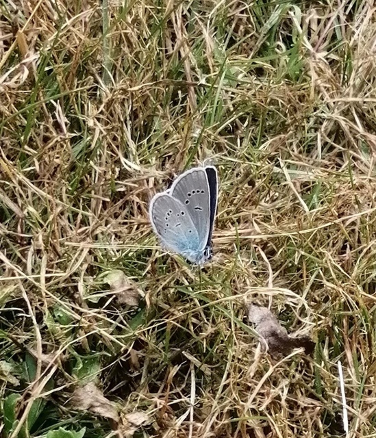 Cyaniris semiargus - aprószemes boglárka