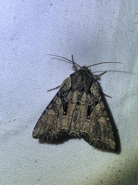 Lacanobia thalassina - borbolya-kertibagoly