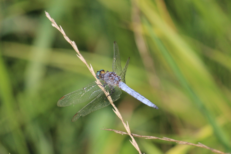 Orthetrum coerulescens - karcsú pásztorszitakötő