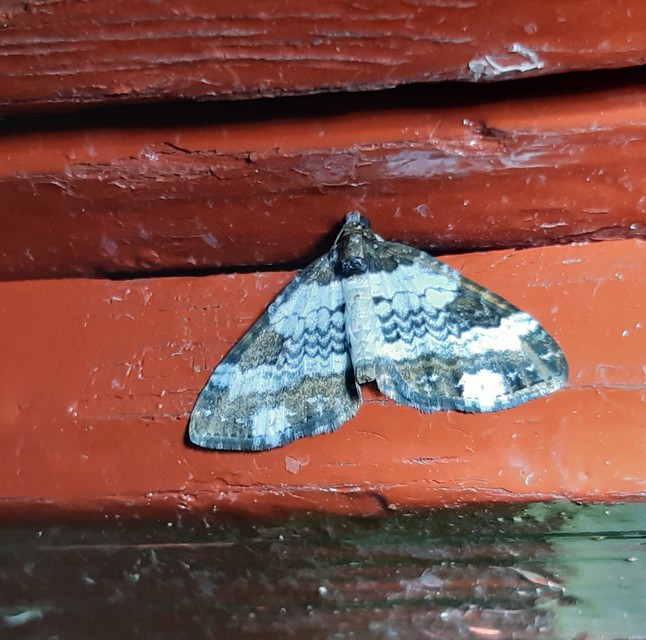 Melanthia procellata - hullámos tarkaaraszoló