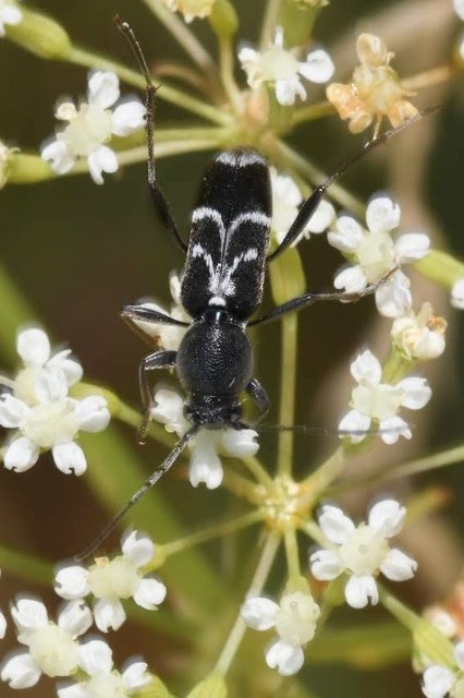 Chlorophorus sartor - feketevállú darázscincér