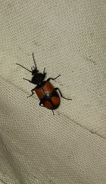 Panagaeus cruxmajor - nagy keresztesfutó