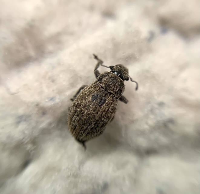 Strophosoma faber - homoki mesterormányos