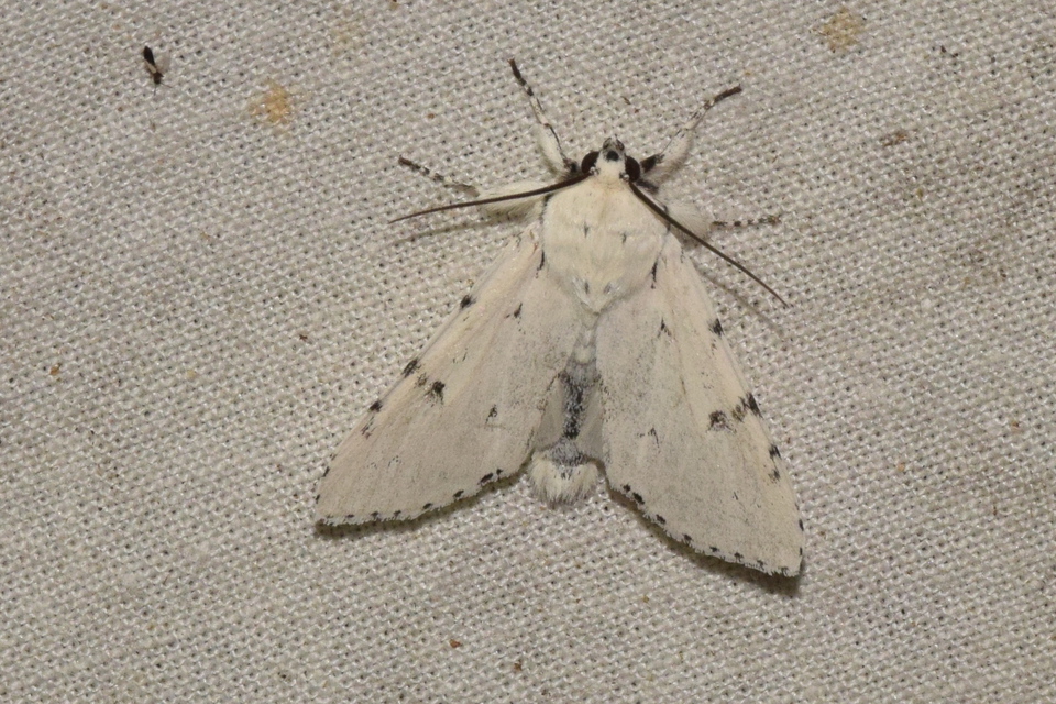 Acronicta leporina - fehér szigonyosbagoly