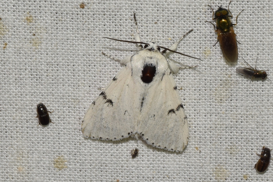 Acronicta leporina - fehér szigonyosbagoly