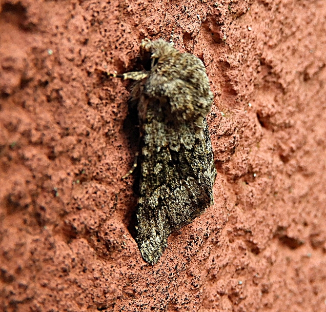 Hecatera dysodea - parajbagoly