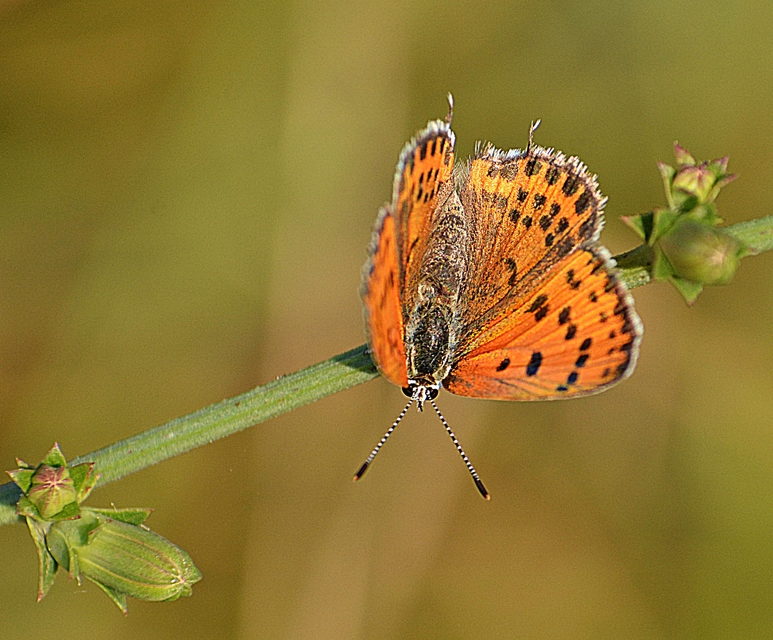 Lycaena thersamon - kis tűzlepke